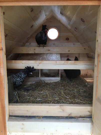 Leave the coop door that opens into the run area open in warm weather!